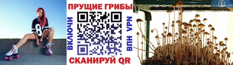 Галлюциногенные грибы Cubensis  Купить где  Минеральные Воды 